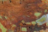 Polished Petrified Wood Section - Arizona #129465-2